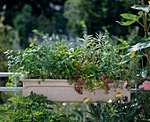 Herbs in a balcony box-parsley