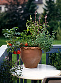 Menu In the pot, Tomato, Parsley