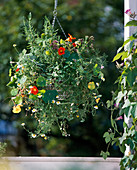 Hanging Basket with Tropaeolum