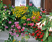 Tagetes erecta-hybride, Pelargonium Cascade-hybride