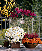 Balcony with Chrysanthemum indicum