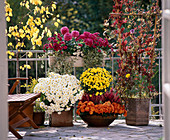 Autumn balcony with chrysanthemums, ivy and erica