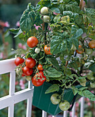 Potted bush tomato 'Balkonstar'