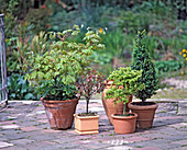 Kleingehölze (Parvulus), Acer, PRUNUS, Kiefer, BUXUS