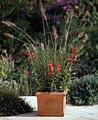 Pennisetum and Penstemon hybr. (bearded thread)