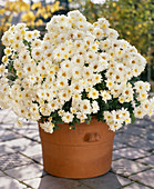 Chrysanthemum indicum, autumn chrysanthemum