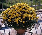 Chrysanthemum indicum