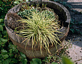 Barrel with Carex ornithopoda 'Variegata' (Bird's-foot Sedge)