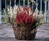 Erica gracilis im Korb