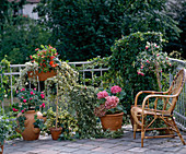 Balkon mit Efeu, Impatiens, Begonie, Fuchsie