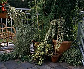 Efeu auf dem Balkon