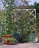 Feuerbohne, Passiflora, Scaevola, Lotus