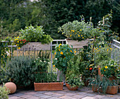 Rosemary, lavender, basil, allium, parsley, chives