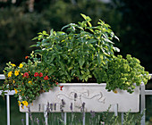 Balcony box with mimulus, basil, parsley, basil