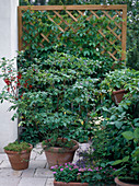 Berry fruit on the shady balcony