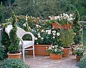 White balcony with roses and boxwood