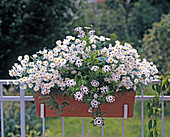 Chrysanthemum frutescens 'Vera'