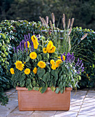 Helianthus annuus, Salvia farinacea