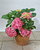 Hortensie Hydrangea