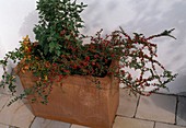 Cotoneaster dammeri