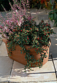 Cotoneaster congestus (Zwergmispel) und Calluna vulgaris