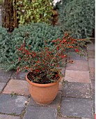 Cotoneaster horizontalis