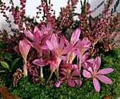 Colchicum 'Lilac Wonder', meadow saffron with Calluna vulgaris