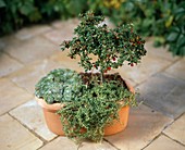 Cotoneaster dammeri 'Coral Beauty'