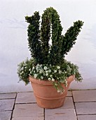 Buxus sempervirens