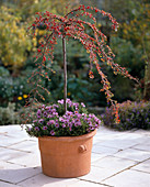Cotoneaster stems, including Aster dumosus