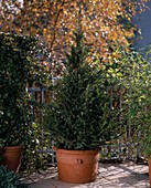 Taxus baccata