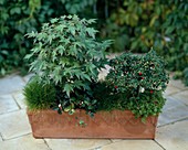 Cotoneaster dammeri 'CORAL BEAUTY', Acer Palmatum, Gaultheria PROCUMBENS, Festuca scoparia