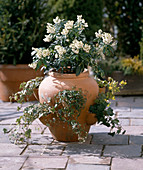 Pocket amphora with Pieris japonica (lavender heather)