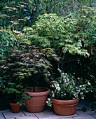Small shrubs on balcony V. lks: Acer Palmatum