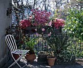 Balcony with Azalea hybrid