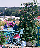 Plant a box with pharbitis (funnel vine) as a screen 9/9