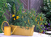 Jardiniere with chard, Tagetes patula (marigold)