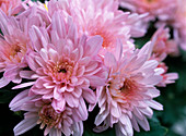 Chrysanthemum indicum 'Lilac-Pink Yahou'