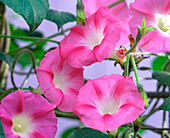 Ipomoea tricolor