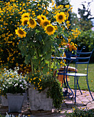 Helianthus annuus (Sonnenblume), Nemesia (Elfenspiegel) weiß, Bidens ferulifolia