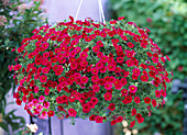 Calibrachoa 'Red Devil'