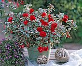 Impatiens walleriana 'Red Ice'