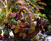 Korb mit Pyrus / Birne, Sambucus / Holunder, Rubus / Brombeerranken