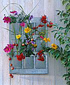 Cosmos (daisies), Aster (autumn aster), Sorbus