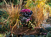 Autumn box: Achnatherum brachytricha, Brassica (ornamental cabbage), Viola cornuta (horned violet)