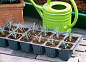 Lavandula (lavender) cutting propagation