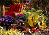 Hosta / Funkie, Aster / Herbstastern, Brassica / Zierkohl, Cucurbita / Kürbisse