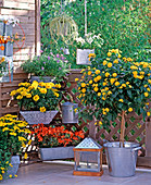 Ecketagere with summer flowers in tin pots, Laurentia