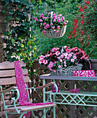 Basket as a hanger, Impatiens walleriana 'Double' Rose