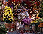 Chrysanthemum-Pyramide, Callicarpa (Liebesperlenstrauch), Chrysanthemum